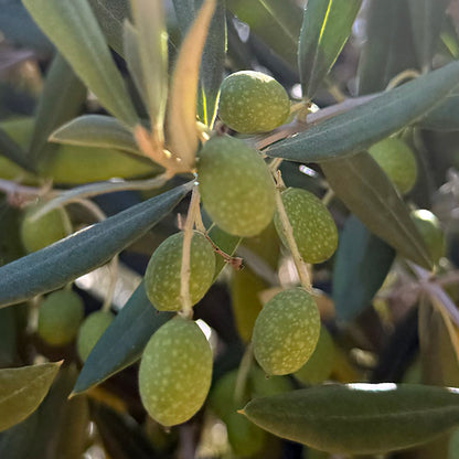NUOVO Napa Olive Oil 200ml