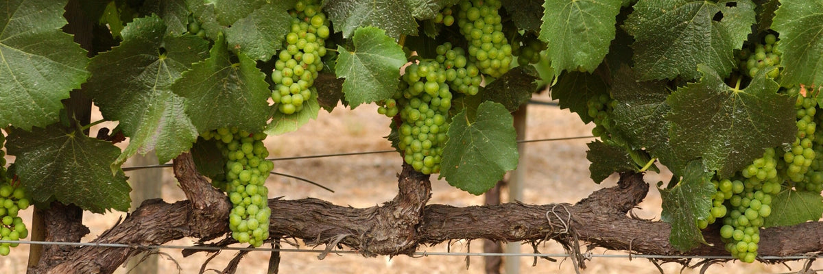 Why our Grapeseed Oil is so Healthy